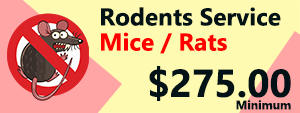 Mice Rats Rodents Service