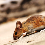 Rodents mice rat removal service